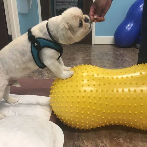 Dog getting treats while doing therapy at Pittsburgh Premier Veterinary Care